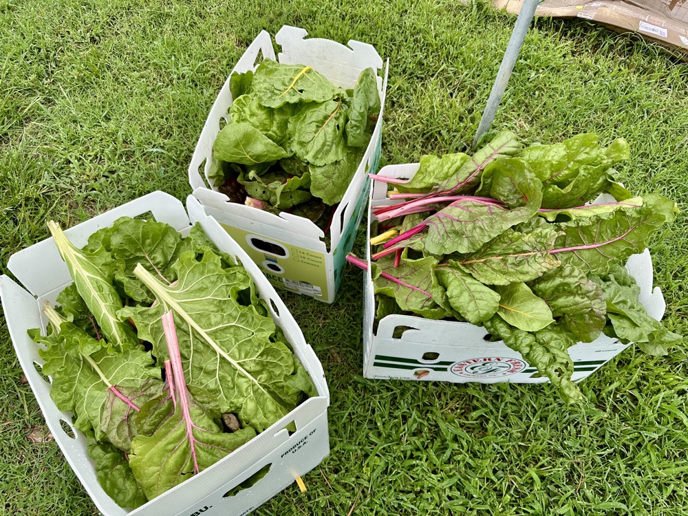 A few boxes of swiss chard ready
to go to the food pantry